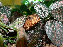 Chinese crocodile lizards Shinisaurus crocodilurus