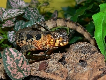 Chinese crocodile lizards Shinisaurus crocodilurus1