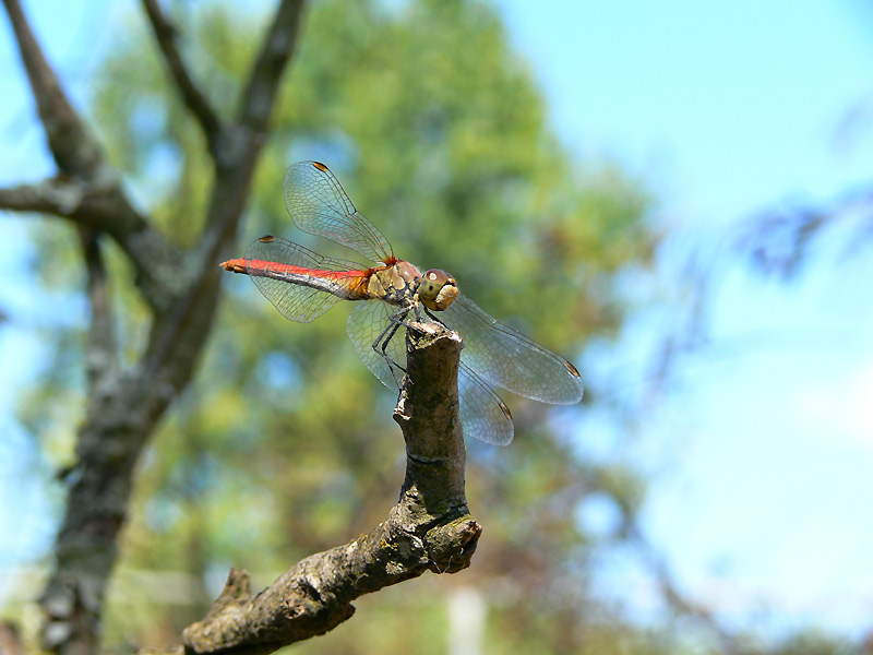 DragonFly..ID?