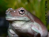 Whites TREE FROG 1