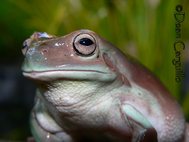 Whites TREE FROG 1