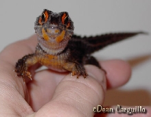 Crocodile Skink!