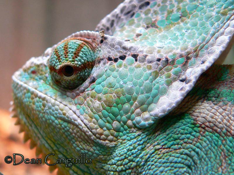 Y.Chameleon2
