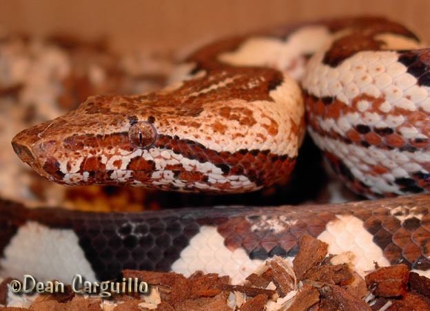 Isabel Island Boa