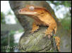 Crested Gecko (Rhacodactylus ciliatus)