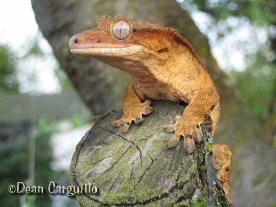 Crested Gecko (Rhacodactylus ciliatus)