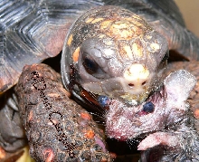 RED FOOT TORTOISE