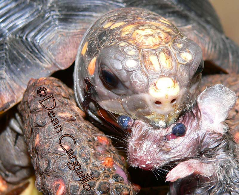 RED FOOT TORTOISE