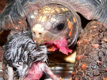 RED FOOT TORTOISE 2