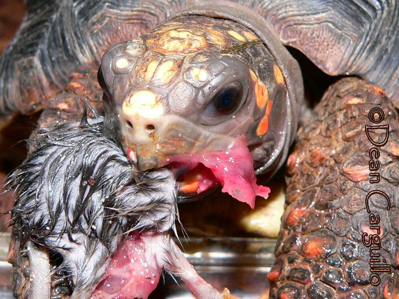RED FOOT TORTOISE 2