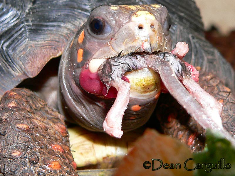 RED FOOT TORTOISE 3