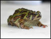 Unknown Frog! can U help ID?