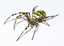 Orb Weaver Spider..AKA WASP!