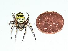 wasp spider1
