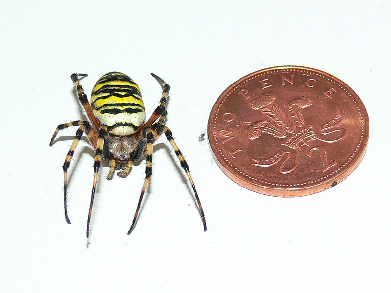 wasp spider1