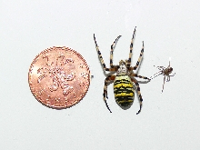 wasp spider