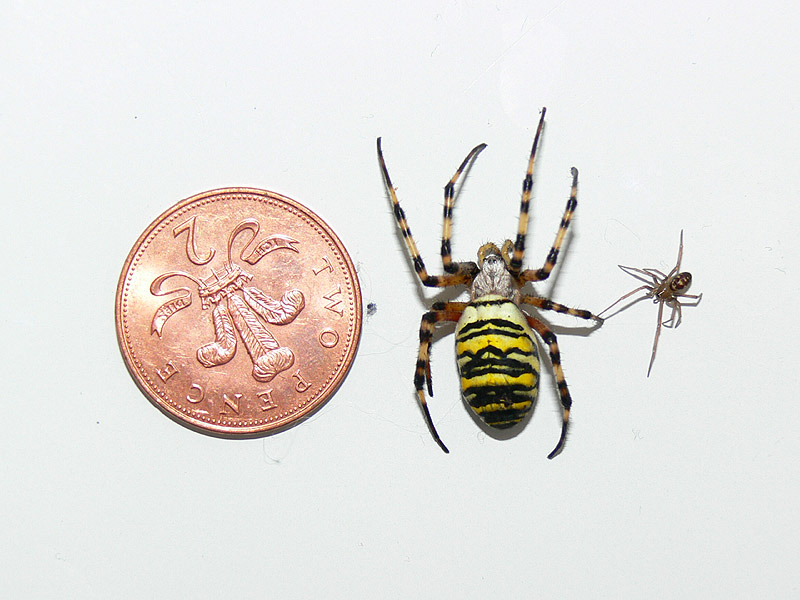 wasp spider
