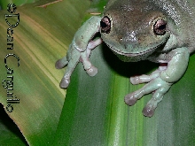 Whites TREE FROG 2