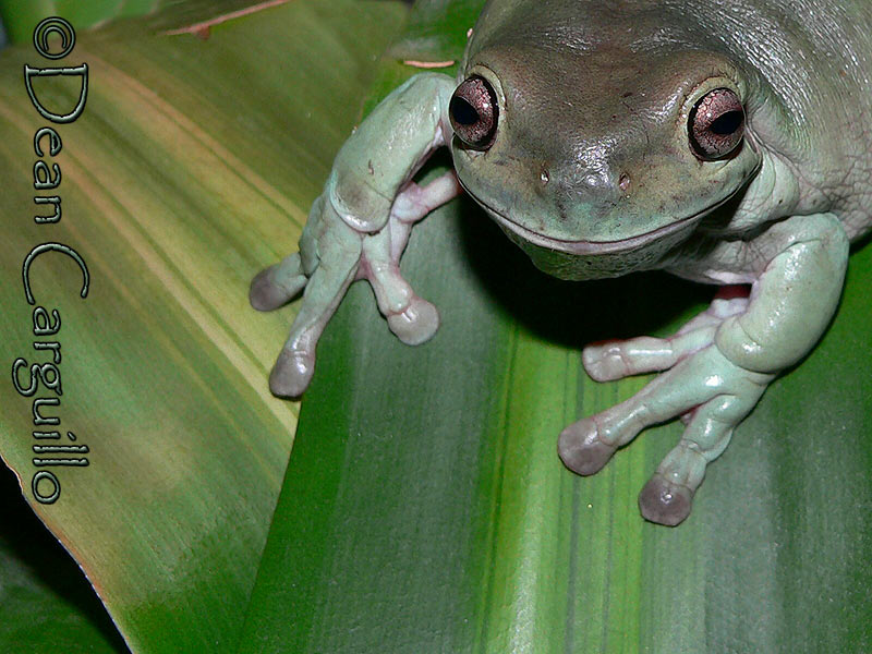 Whites TREE FROG 2