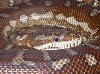 Centralian Python