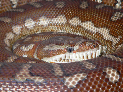 Centralian Python