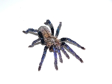Cobalt Blue's ..Haplopelma lividum