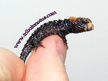 TRIBOLONOTUS1