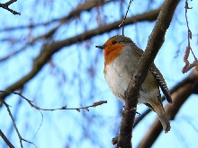 ROBIN