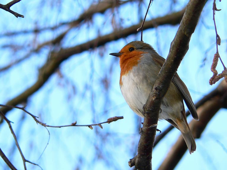 ROBIN