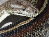 Striped Centralian Python