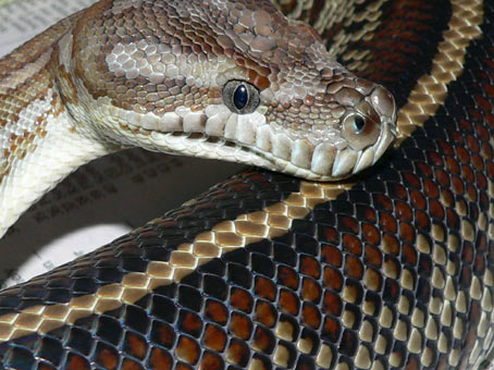 Striped Centralian Python