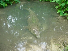 Sobek