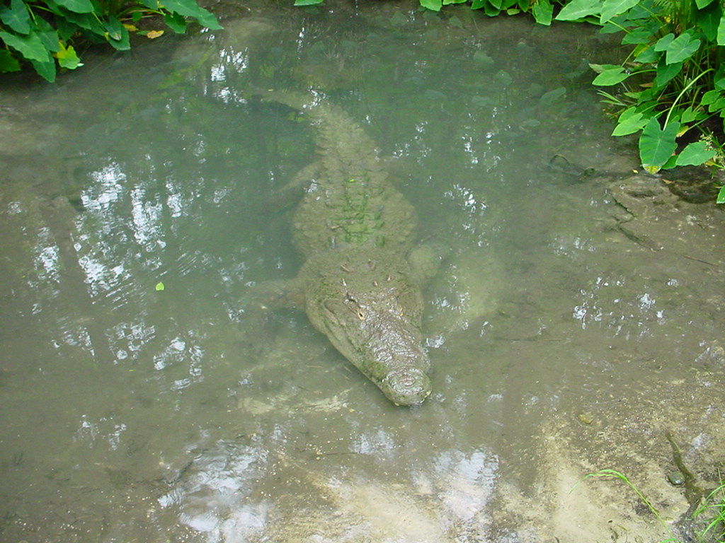 Sobek