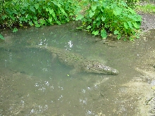 Another of Sobek