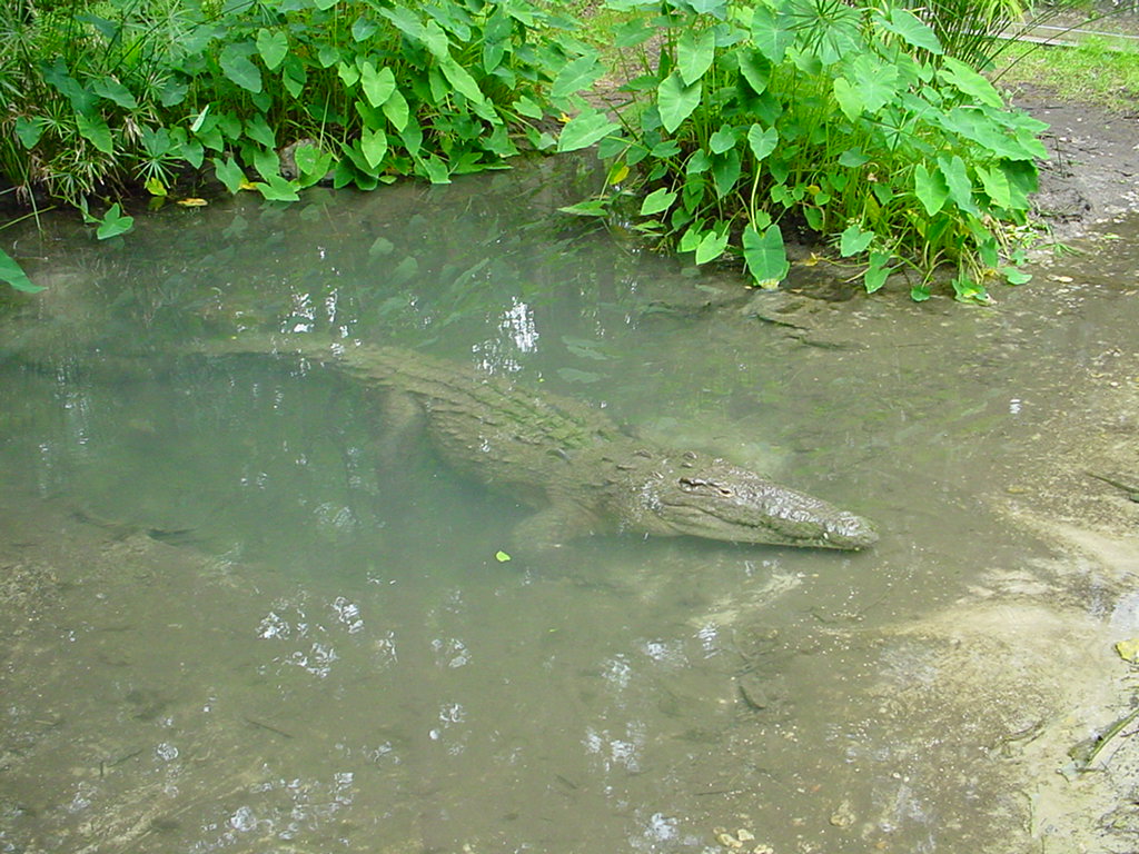 Another of Sobek