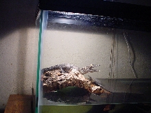 Basking