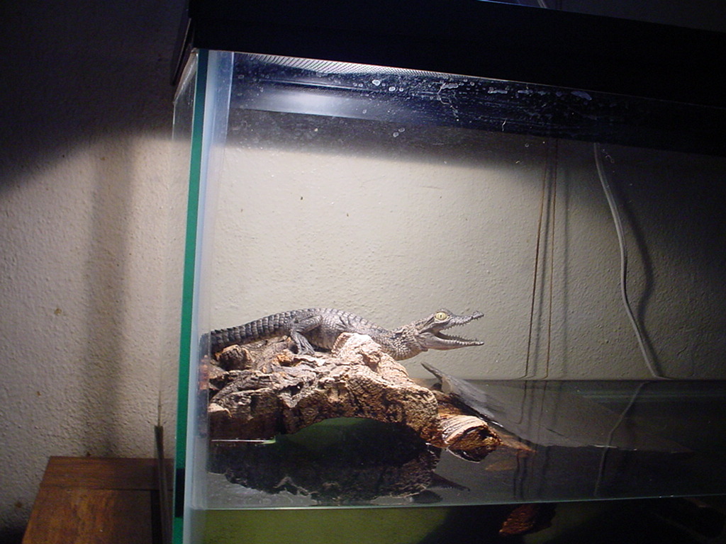 Basking