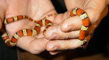 young thayeri kingsnake 2