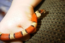 thayeri kingsnake