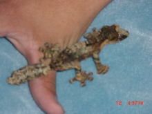female spiney