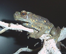 Indonesian Yellow spotted climbing toad(P.hosei)