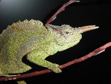 2 Horned Chameleon(C.montium)male