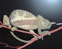 4 Horned Chameleon(C.quadricornis) male