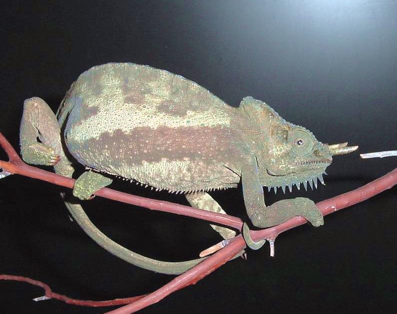 4 Horned Chameleon(C.quadricornis) male