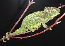4 Horned Chameleon female1