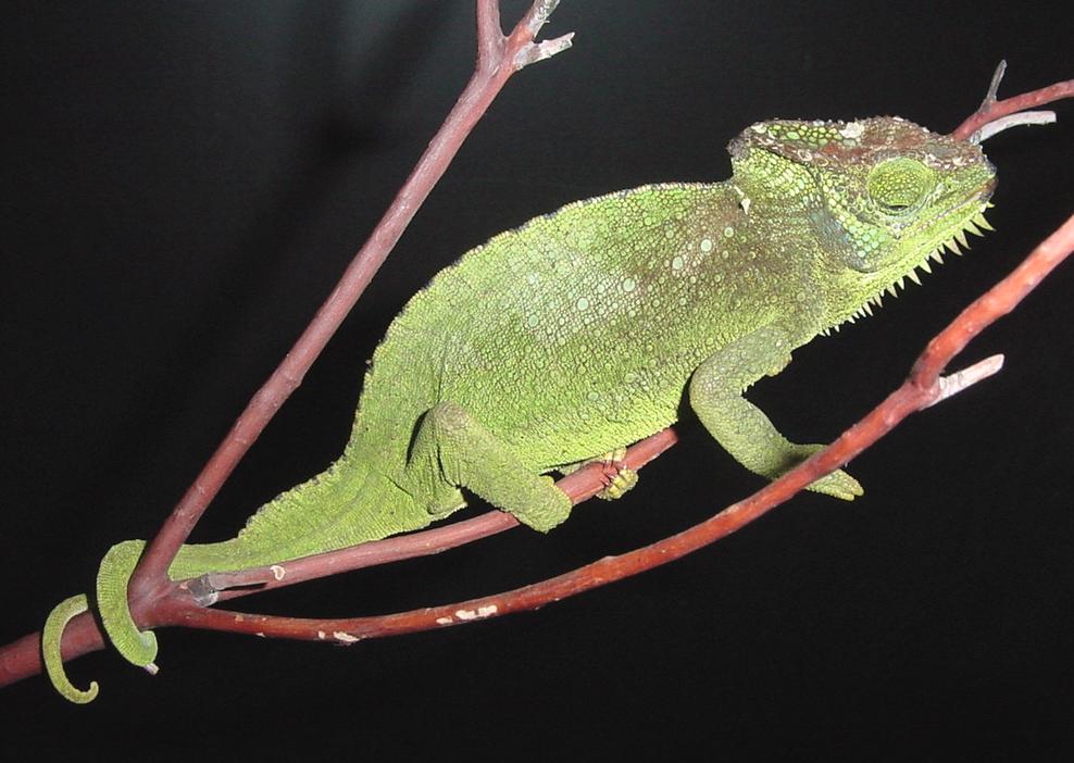 4 Horned Chameleon female1