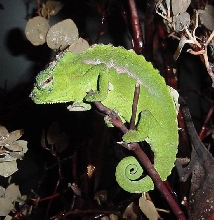 Cameroon Peacock Chameleon(C.weidersheimi)male