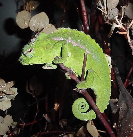 Cameroon Peacock Chameleon(C.weidersheimi)male