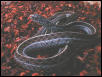 Florida Blue Male Garter