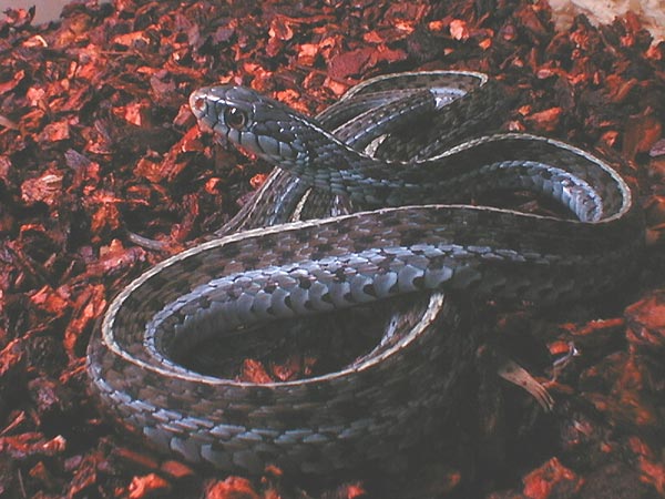Florida Blue Male Garter